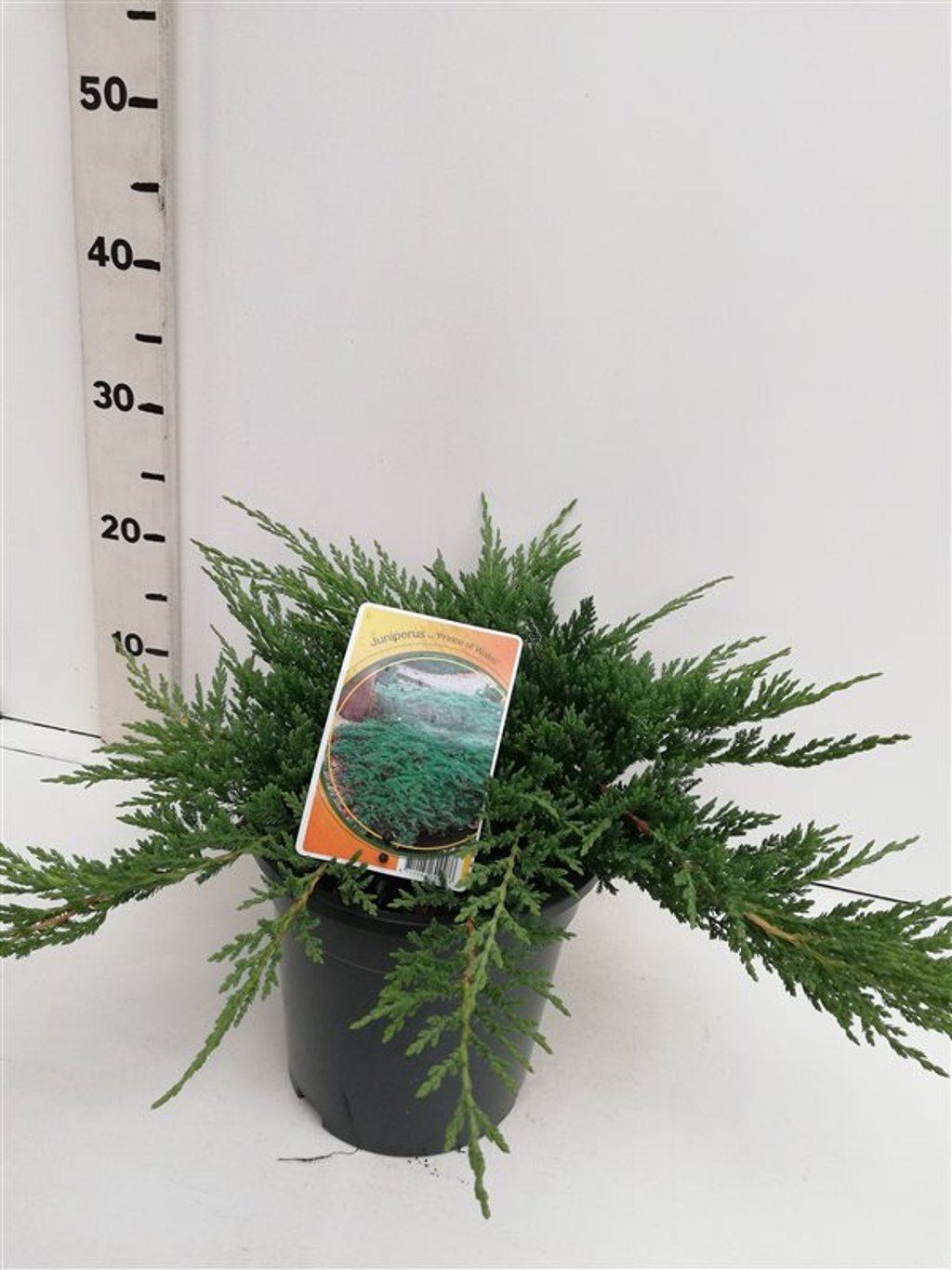 Juniperus h. 'Prince of Wales' - C3 30-40 CM